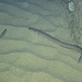 Kleiner Meeraal (Grongo) und ein Streifenbarbe