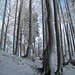 schöne Winter-Baumlandschaft vor einem "Vorgipfel" von P. 1139