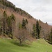 der Durchschlupf zum Weg - und zur Spur - zum Spitzflüeli befindet sich in der Wiesenausbuchtung zwischen Tanne und Laubbaum (im rechten unteren Bildquadrat)