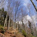 im schönen Wald geht's dem Ziel entgegen ...