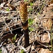 ein Riesen-Schachtelhalm; dieser fertile Stengel stirbt nach der Sporenreife ab - die "Katzenschwänze" wachsen später