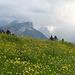 Gewitterwolken hinter der Alp Sigel. Und Frühlingswiese.