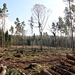 Abgeholzte Fläche - Deckname ökologischer Waldumbau