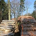 Holz, der Wald im Ausverkauf