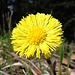 Eine der ersten Frühlingsblumen: Huflattich.