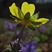 Fotografie heißt "mit Licht zeichnen".... Ein Frühlings-Fingerkraut vor einer Veilchenwiese im Makro und Gegenlicht