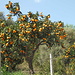 Fornalutx: Orangenbaum