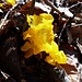 Die Pilze spriessen - wahrscheinlich ein goldgelber Zitterling