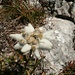Edelscharfes Unweiss ( Leontopodium alpinum)