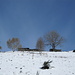 Alpe Corte