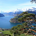 [u Felix]'s [http://www.hikr.org/gallery/photo732275.html?post_id=47707#1 "obligate"] Föhre mit Urnersee und frisch verschneiten Bergen