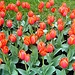Tulpen in einzelnen Beeten (Tulipe Frangée NORANDA)