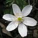 Anemone, il fiore del vento
