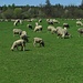 Auf dem Weg zur Staustufe 14 am Lech bei Landsberg: eine Herde von tierischen Rasenmähern