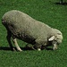 Erst hat das Schaf im Stehen gefressen, dann war es aber so wohl bequemer...