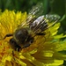 Ohne Bienen sähe es schlecht aus für die Menschen. 
