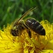 Endlich gibt`s für die Bienen wieder was zu Fressen!
