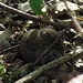 Noch eine kleine Waldmaus, sehr schwer zu fotografieren, weil sie immer umeinander rennt und in irgendeinem Loch verschwindet.