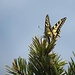 Schwalbenschwanz; auch die Schmetterlinge spühren die Frühlingstemperaturen
