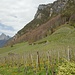in den Rebbhängen von Fläsch, oben rts unser Ziel der Fälscherberg (oder Regitzer Spitz), im Hintergrund der bekannte Gonzen