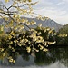 Frühlingsmorgen an der Aare bei Solothurn;<br />im Hintergrund das Balmfluechöpfli