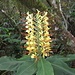 Hedychium flavescens (Longose jaunâtre) Zingiberaceae. - nein, ich bin nicht unter die Botaniker gegangen ;-)<br />Die Erläuterung verdanke ich folgender Web-Site:<br />[http://randopitons.free.fr/fauneFlore/flore.html]<br />Dort auch eine schöne Übersicht über die auf Réunion vorkommenden Pflanzen<br />Deutscher Name offenbar Schmetterlingsingwer