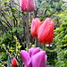..Tulipani al grotto del Ghitello