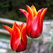    Bellissimo crociuolo di tulipani, con delle accentuate sfumature color oro...."Alpe monti di Caviano"