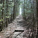 Schöner Weg durch den Wald