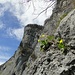 Aurikel an den Felswänden des Gonzen.