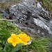 Blumen vorm Wasserfall