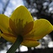 Sumpfdotterblume....von unten im Gegenlicht mit den Schatten der Fruchtstengel im Inneren.