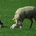 Mama Schaf und ihre zwei ungleichen Kinder: das weiße wird noch ein bisschen abgeleckt.