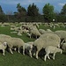 Die weiten Wiesen der Lechrainkaserne werden als Schafweide genutzt.