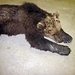 Armer Bär M14. Gestorben bei einem Crash mit einem Geländewagen auf der Brennerautobahn....So ein schöner Bär!