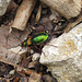 Ein flinker, grüner Käfer
