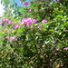 schöne Blüten in einem Vorgarten