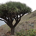 Drachenbaum vor El Draguillo