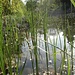 Frühling im Teich