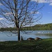 Auf der Halbinsel am Lech bei Dornstetten halten sich die Wasservögel auf...so sieht es auf der Wiese auch aus....alles versch......aber wie:-)