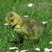 Kanada-Gans-Küken in der Blumenwiese. 