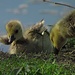 Fliegen kann ich auch bald!