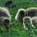 Findet sicher fast jeder Mensch süß, die Gänseküken. Aber die Eltern müssen trotzdem immer wachsam sein, mögliche Gefahren für ihre Kinder gibt es genug.