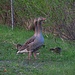 Herr und Frau Graugans mit Jungen an Land