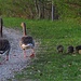 Familie Graugans mit ihren Küken watschelt mit Würde davon.