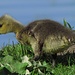 Gänseküken-Dinosaurier