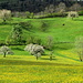 Löwenzahn, Butterblumen und blühende Obstbäume