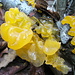 Fungo gelatinoso giallo