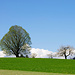 Linde und Kirschbäume