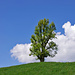Markanter Baum östlich des Gasthofs Lueg